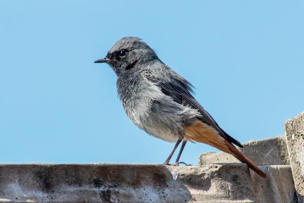 Black Redstart perched on a stone surface against a bright blue sky in Győr.