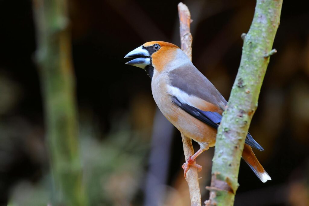 Close-up of a colorful Hawfinch bird resting on a tree branch in natural setting.