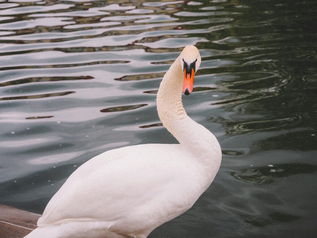A beautiful swan gracefully floating on calm waters, showcasing nature's elegance.
