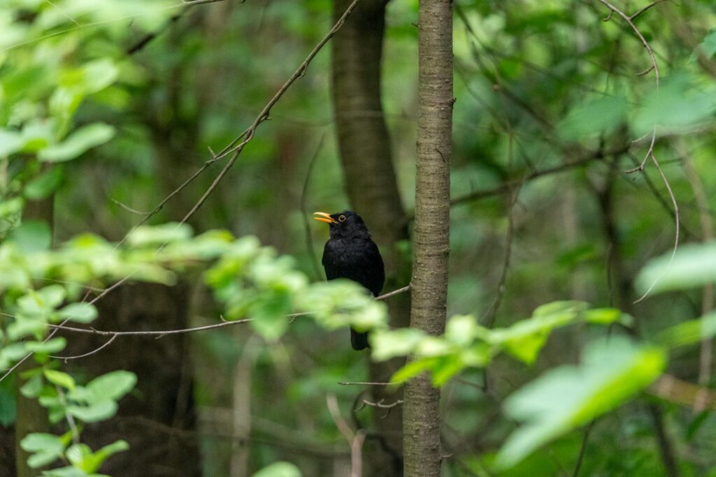 A Common Blackbird perches on a tree branch.