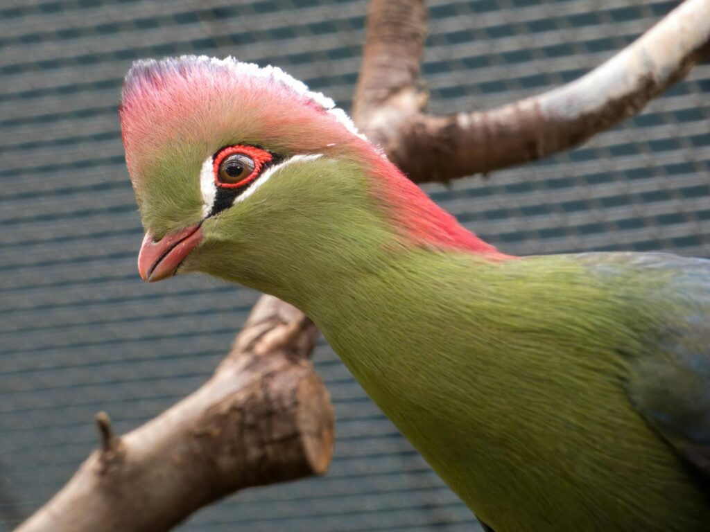 A Fischer's turaco shows its vibrant green and pink plumage.