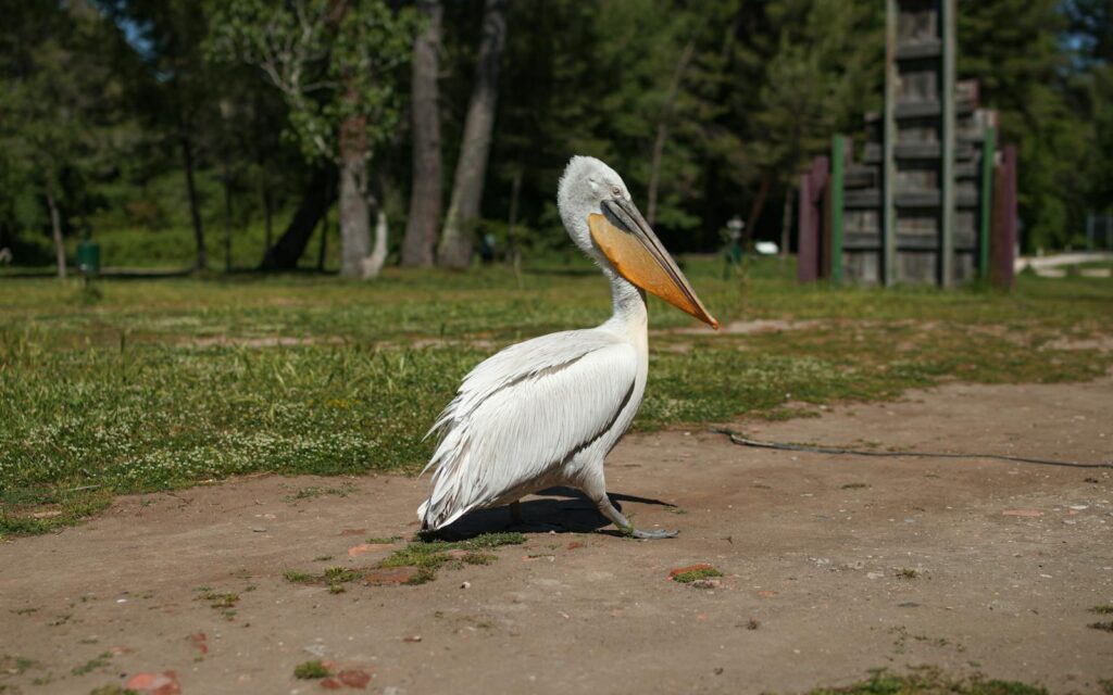 A Dalmatian pelican stands on a dirt path in a grassy area.