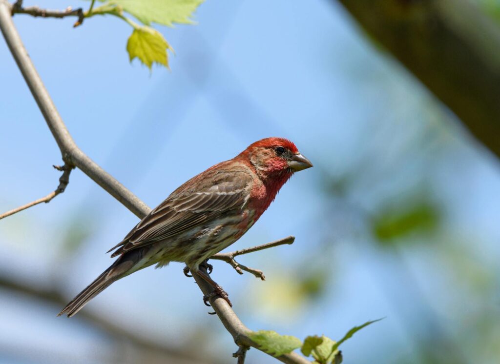 Cassin's finch