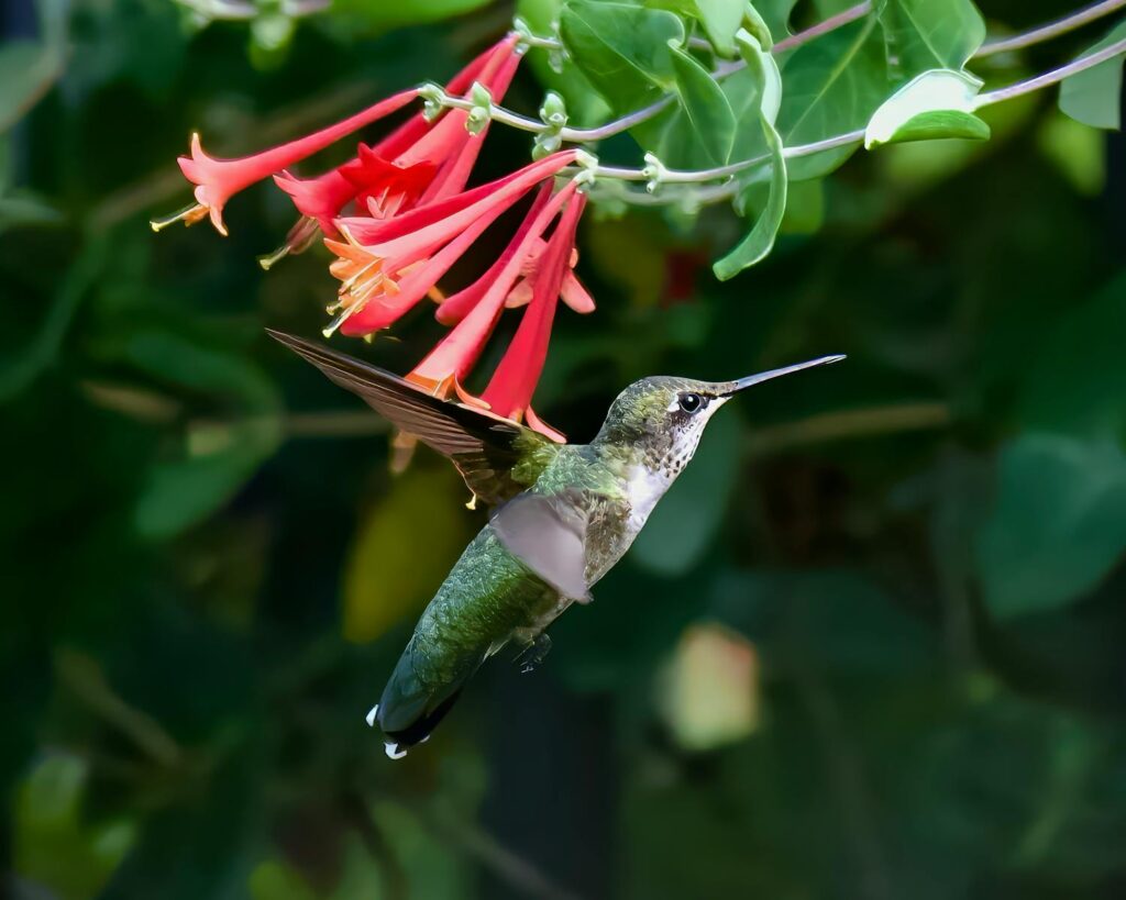 Hummingbird by the flowers