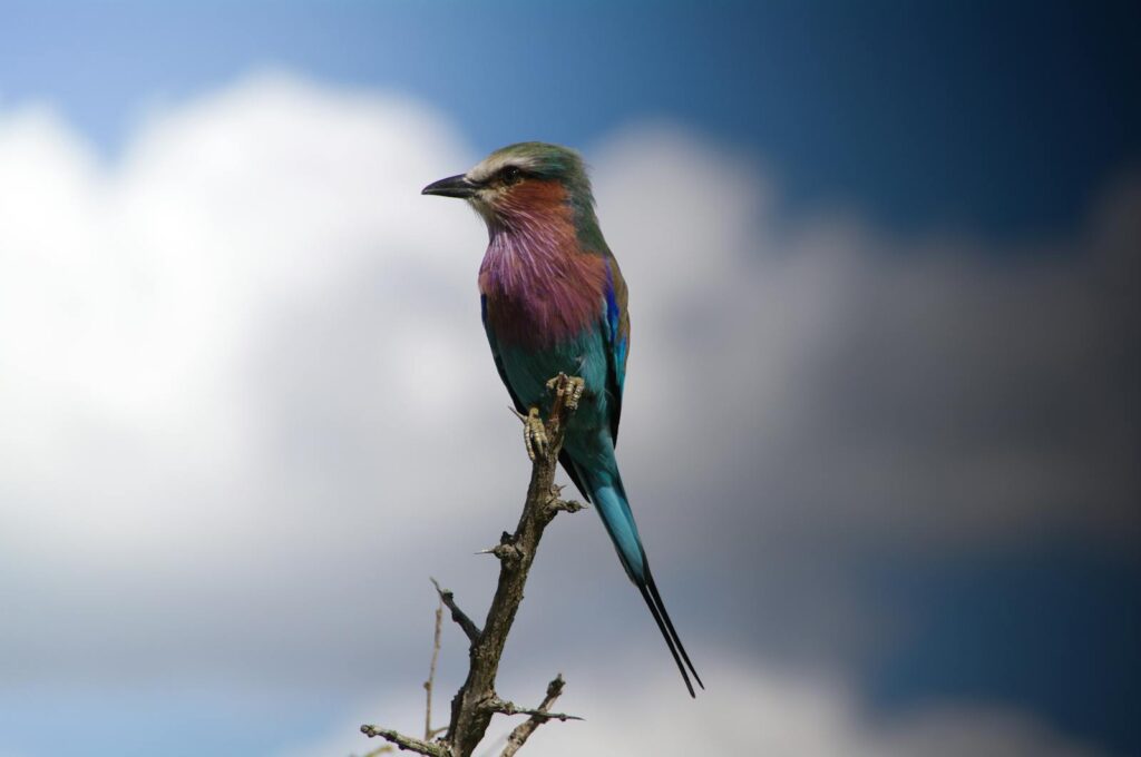 A Lilac-breasted Roller perches on a bare branch against a cloudy sky.