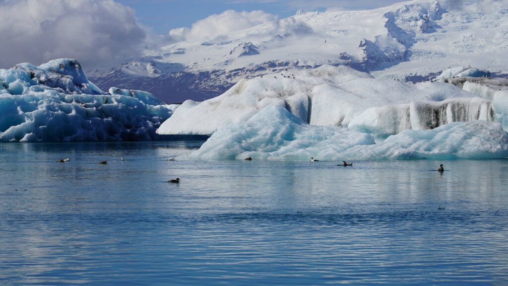 Arctic terns on the water