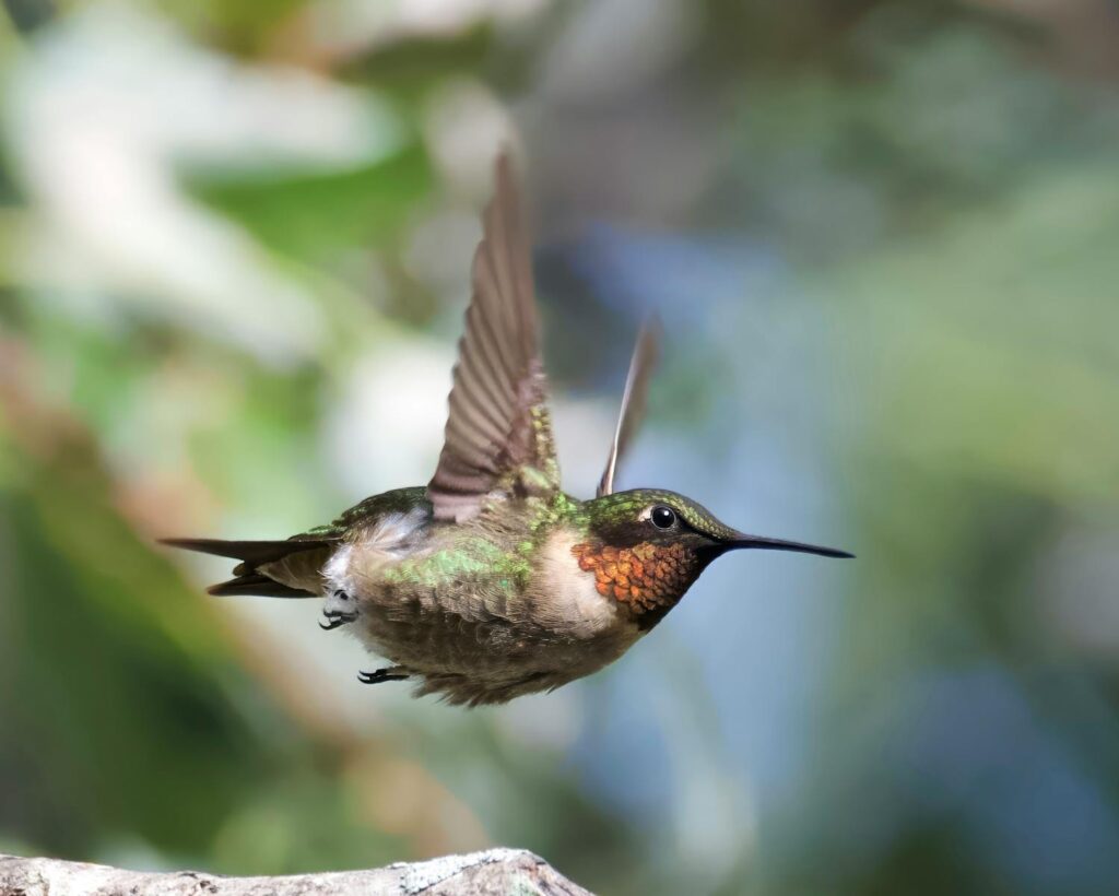 A ruby-throated hummingbird is captured mid-flight, its wings a blur.