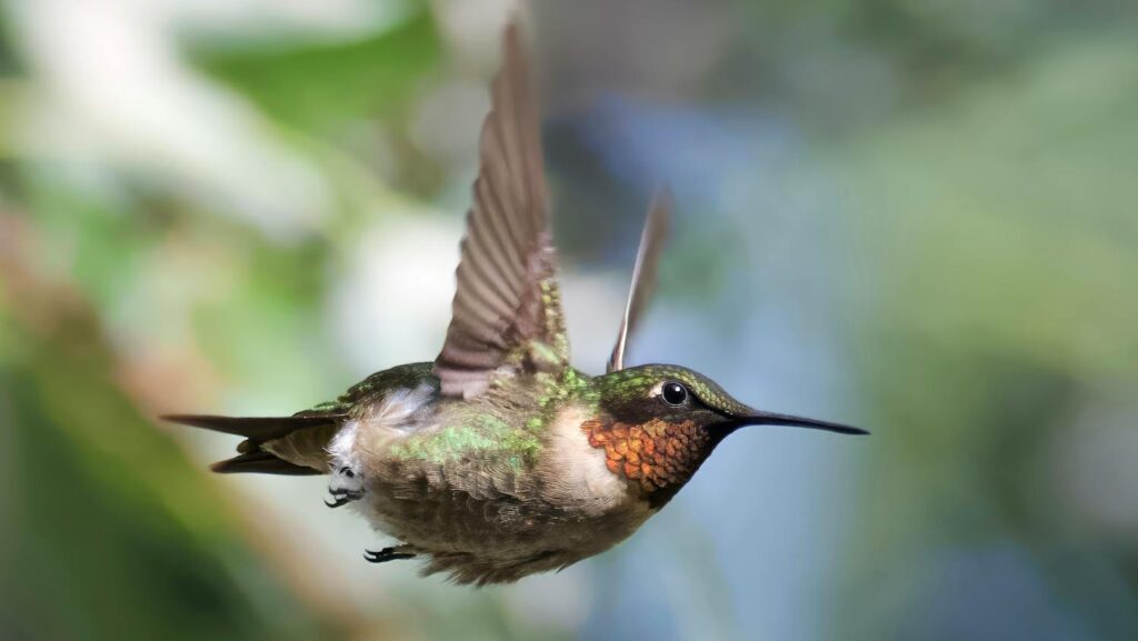 A ruby-throated hummingbird is captured mid-flight, its wings a blur.