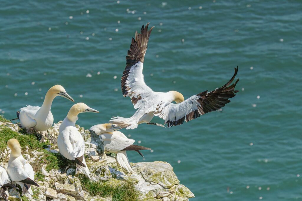 Gannets are seen perched on a cliff and one takes flight over the ocean.