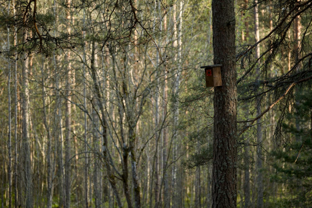 Free stock photo of bird box, bird house, nest box