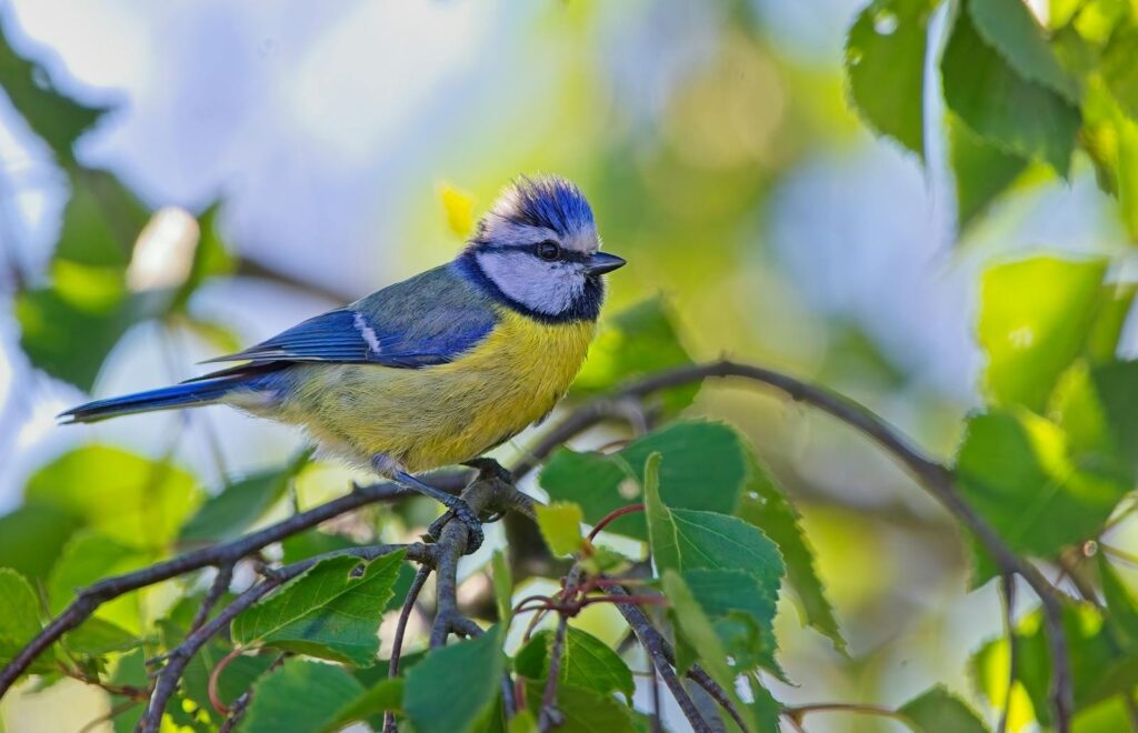 Blue Tit
