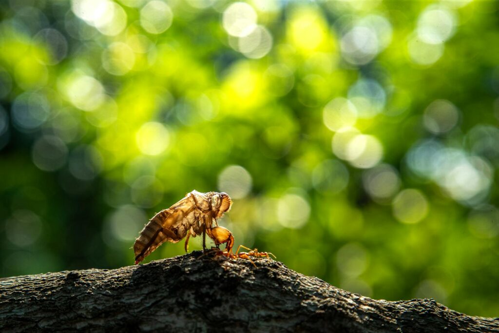 Insect in a forest
