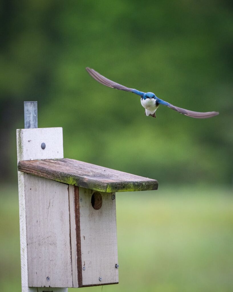 Tree swallow in flight with blurred forest backdrop