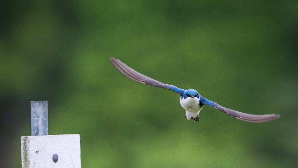 Tree swallow in flight with blurred forest backdrop
