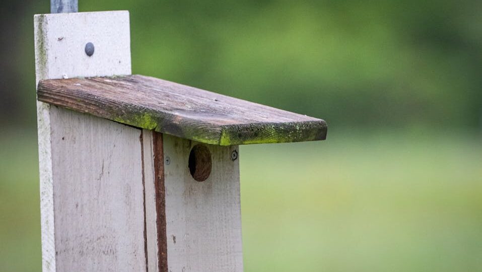 Wooden birdhouse overhang roof