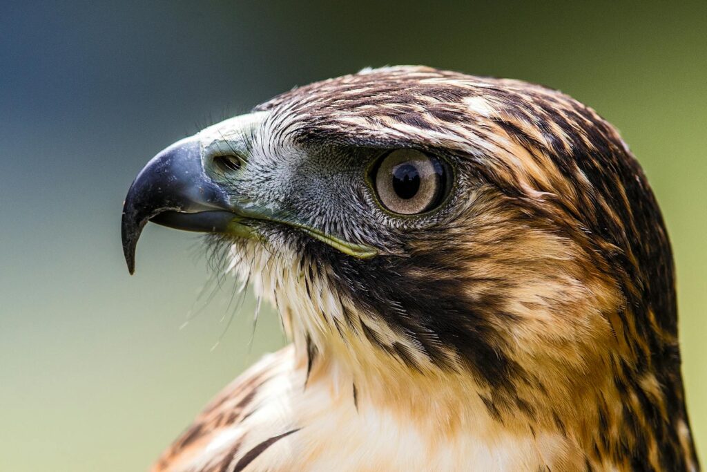 Detailed close-up of a hawk showing its striking features and sharp gaze in natural light.