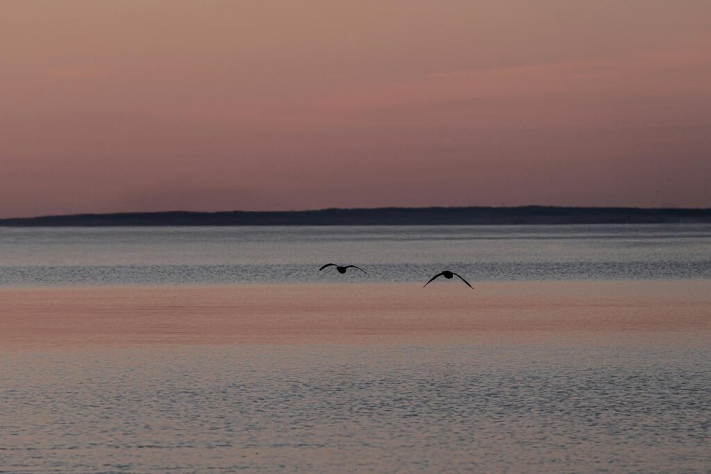 Birds flying over the sea
