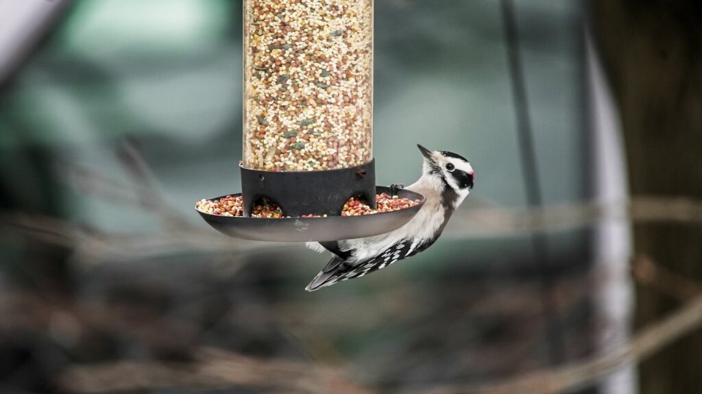 Bird hanging upside down beneath a bird feeder