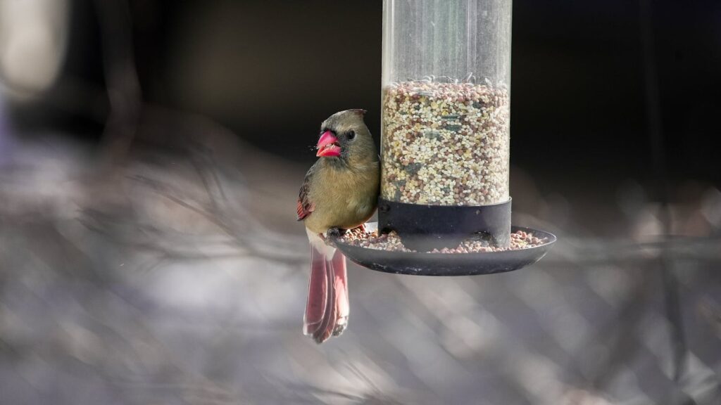 a cardinal bird perched on a feeder eating seeds