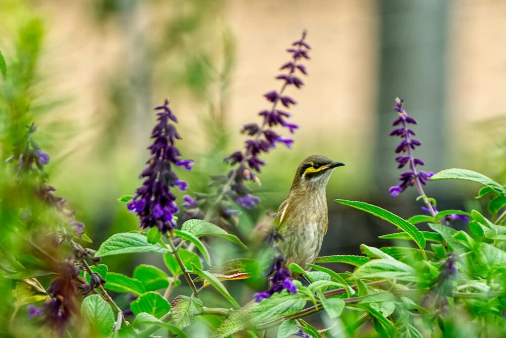 A small bird perched among vibrant purple flowers in a lush garden setting.