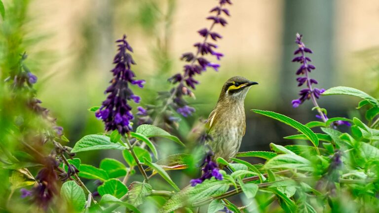 A small bird perched among vibrant purple flowers in a lush garden setting.