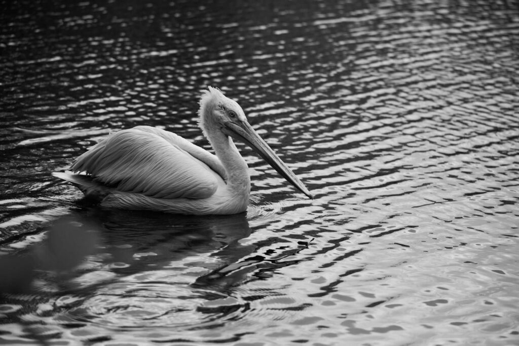 Pelican on the water