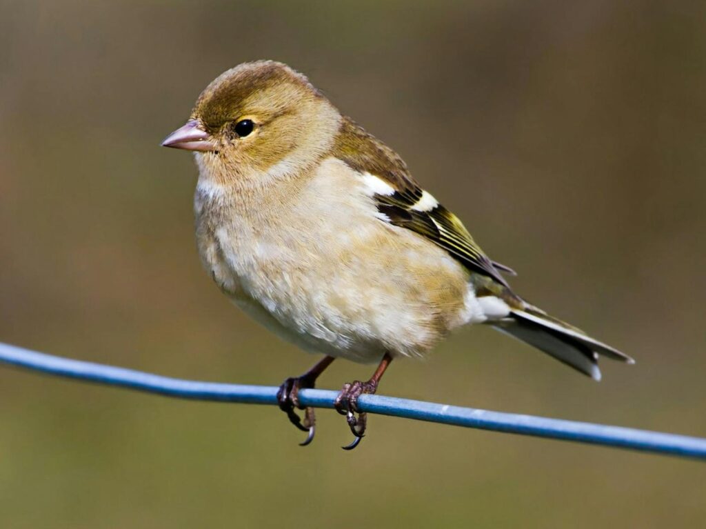 bird