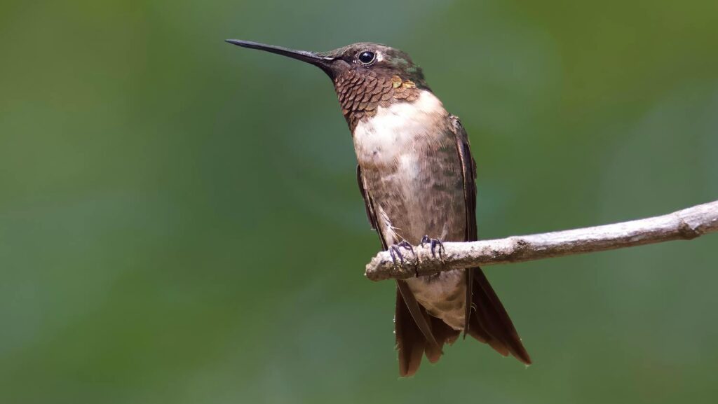 A Ruby-throated hummingbird perches on a branch.