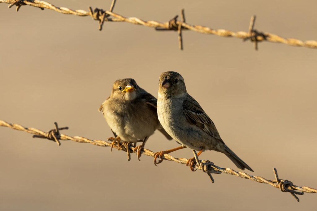 Two sparrows perched on a barbed wire fence.