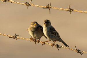 Two sparrows perched on a barbed wire fence.