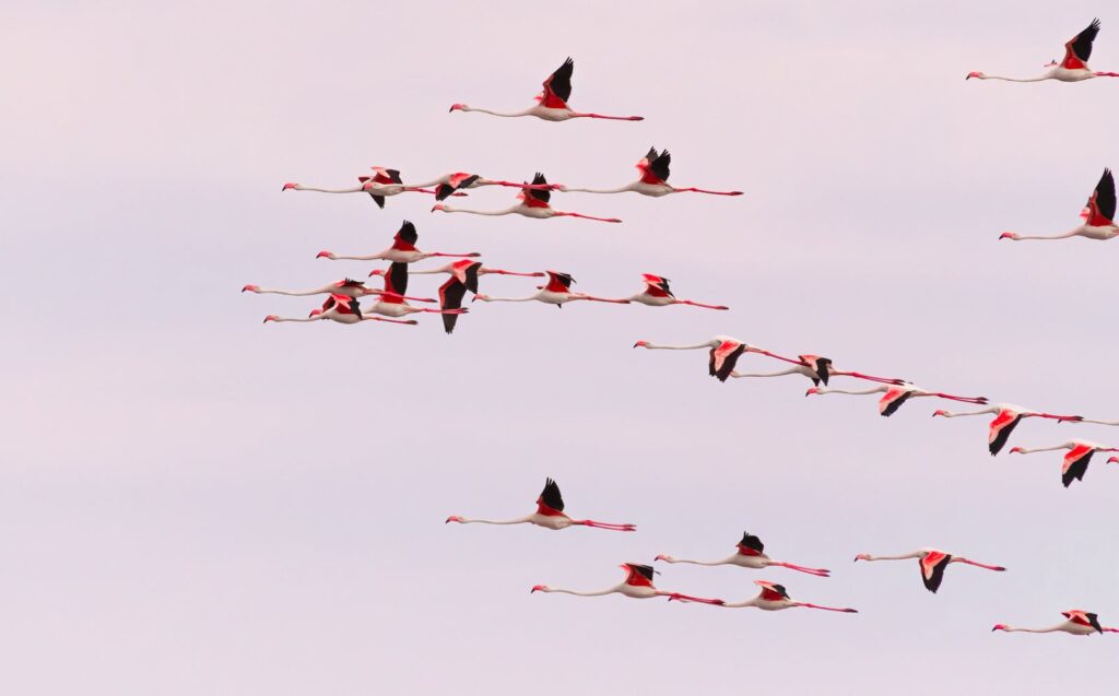 A flock of flamingos in flight, showcasing their vibrant pink plumage against a soft, light sky.