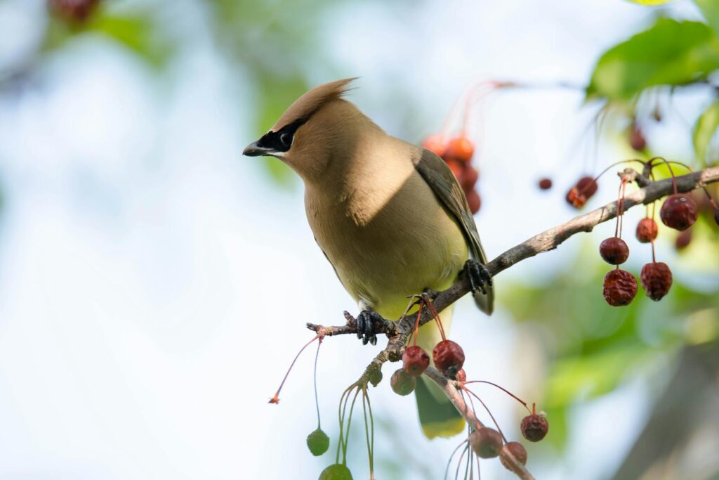 Free stock photo of animal outdoors, bird, cedar waxwing