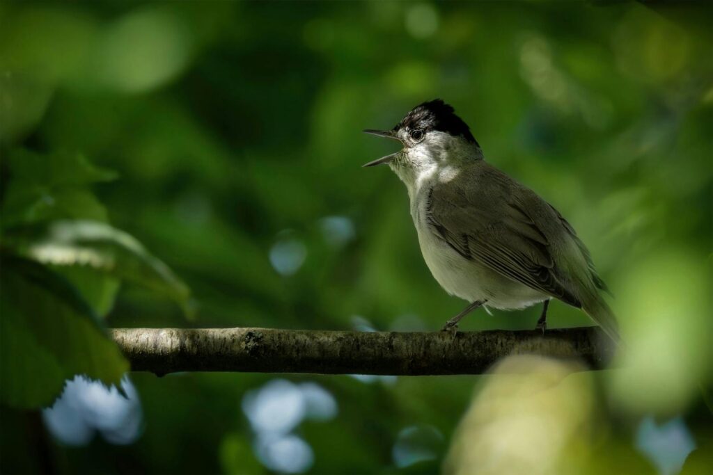 A Blackcap bird singing in a verdant forest setting with abundant foliage.
