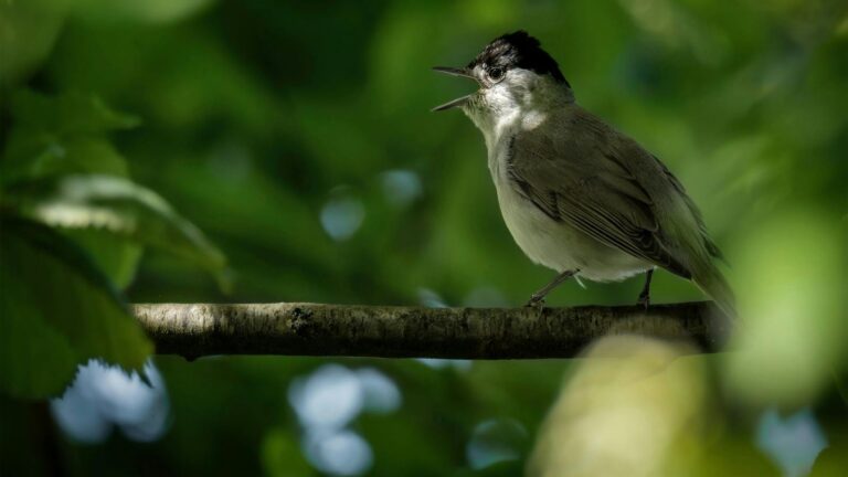 Songbird Blackcap vocalizing from perch surrounded by green leaves