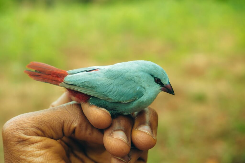 Lavender Waxbill
