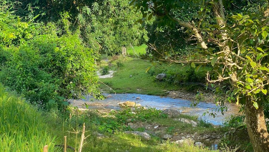 Serene flowing stream amid lush greenery and dense tree cover