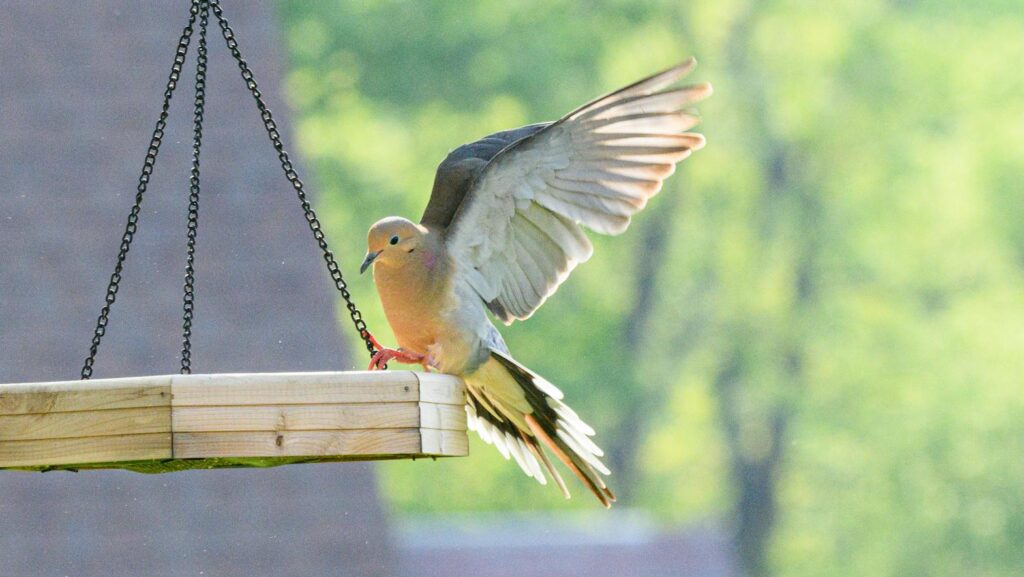 Dove landing on a hanging wooden bird feeder