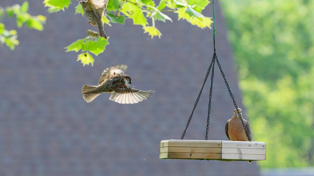 Dove perched on a hanging bird feeder as a sparrow approaches