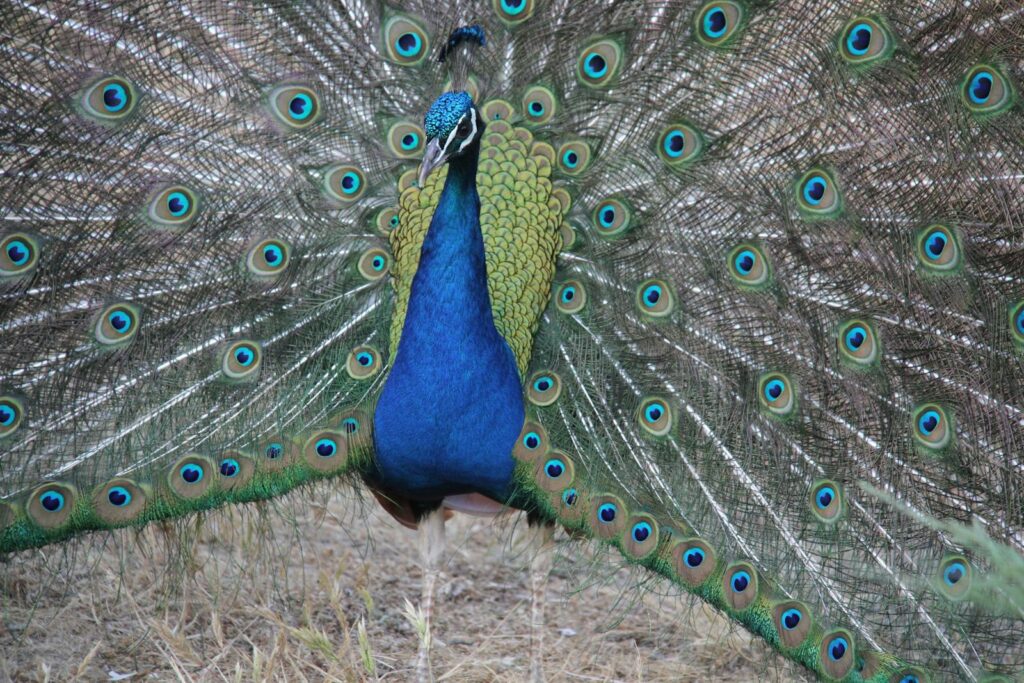 A peacock displays its iridescent feathers.