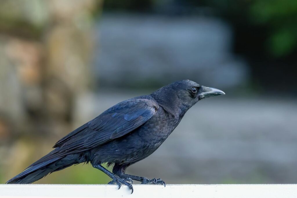 An American crow stands on a white surface.