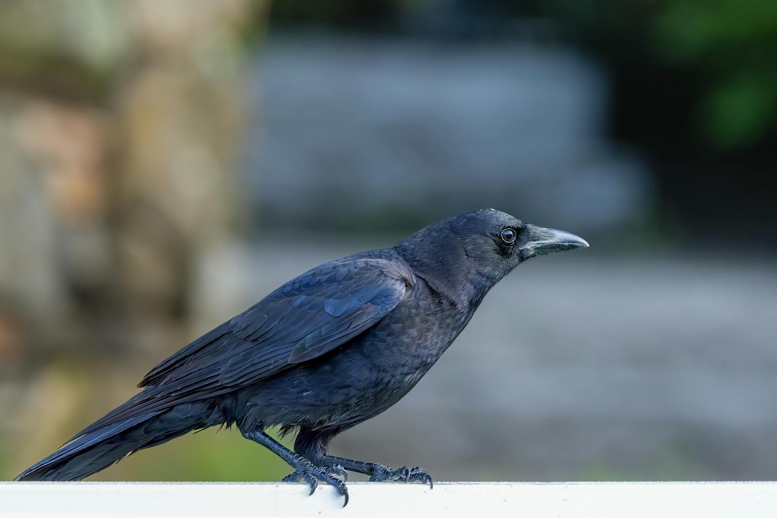 An New Caledonian crow stands on a white surface.