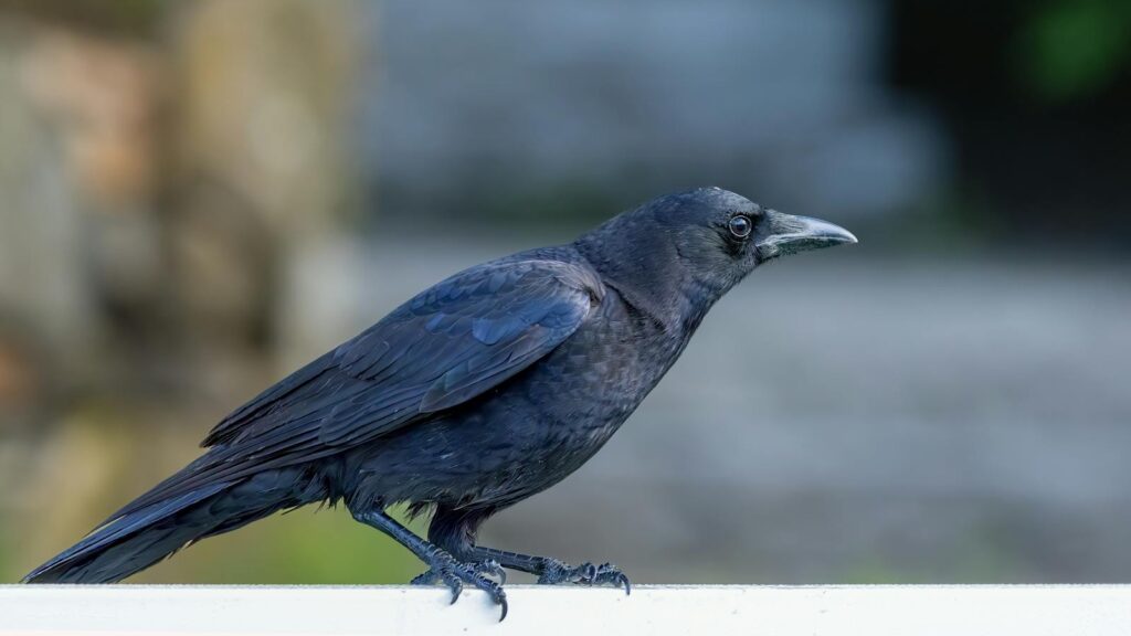 Crow perched on top of a railing, observing its surroundings