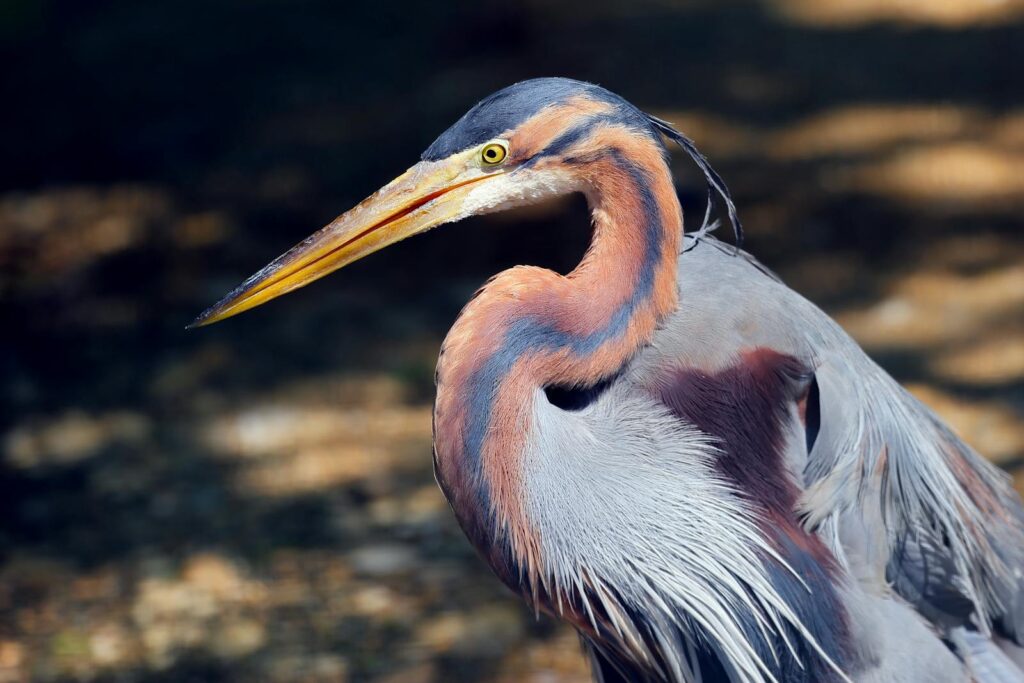 A great blue heron showcasing its distinctive feathers and beak in natural light.