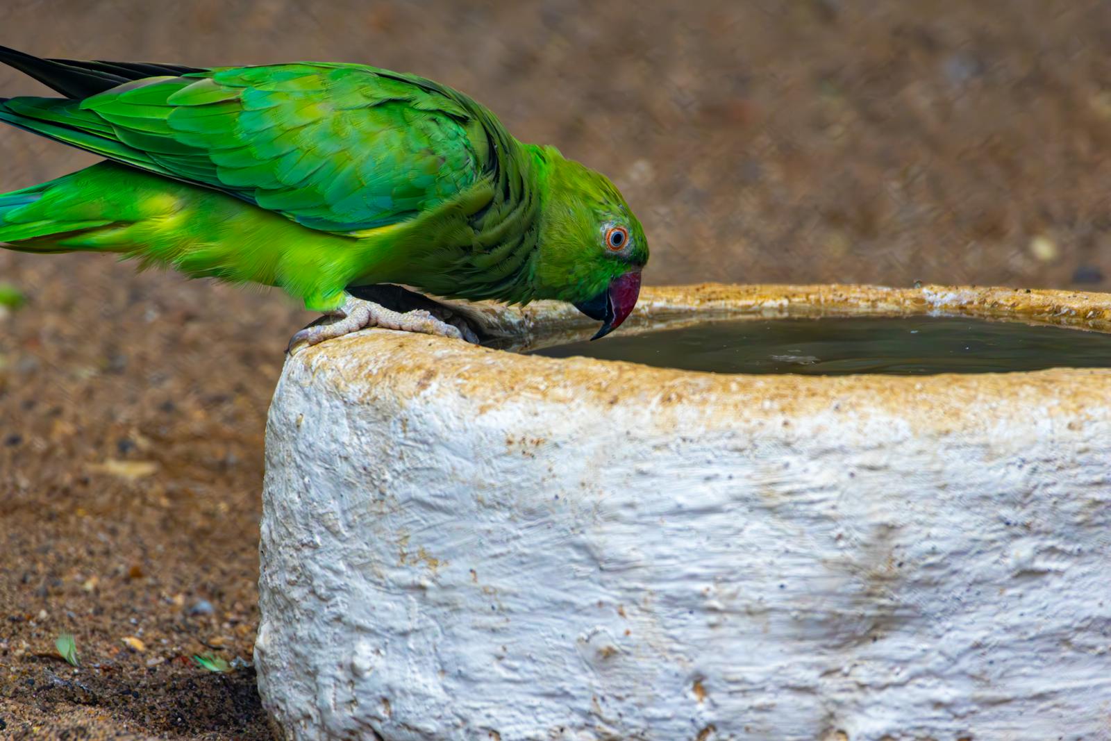 A green parakeet drinks from a white stone water trough.
