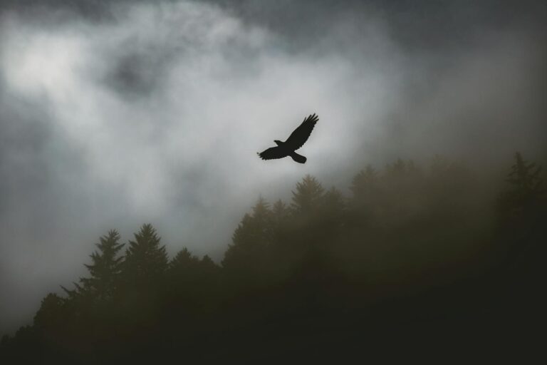 A bird silhouette soaring dramatically over a foggy forest sky, evoking freedom and mystery.