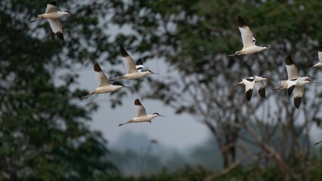 flock of avocets flying through forested area during seasonal migration