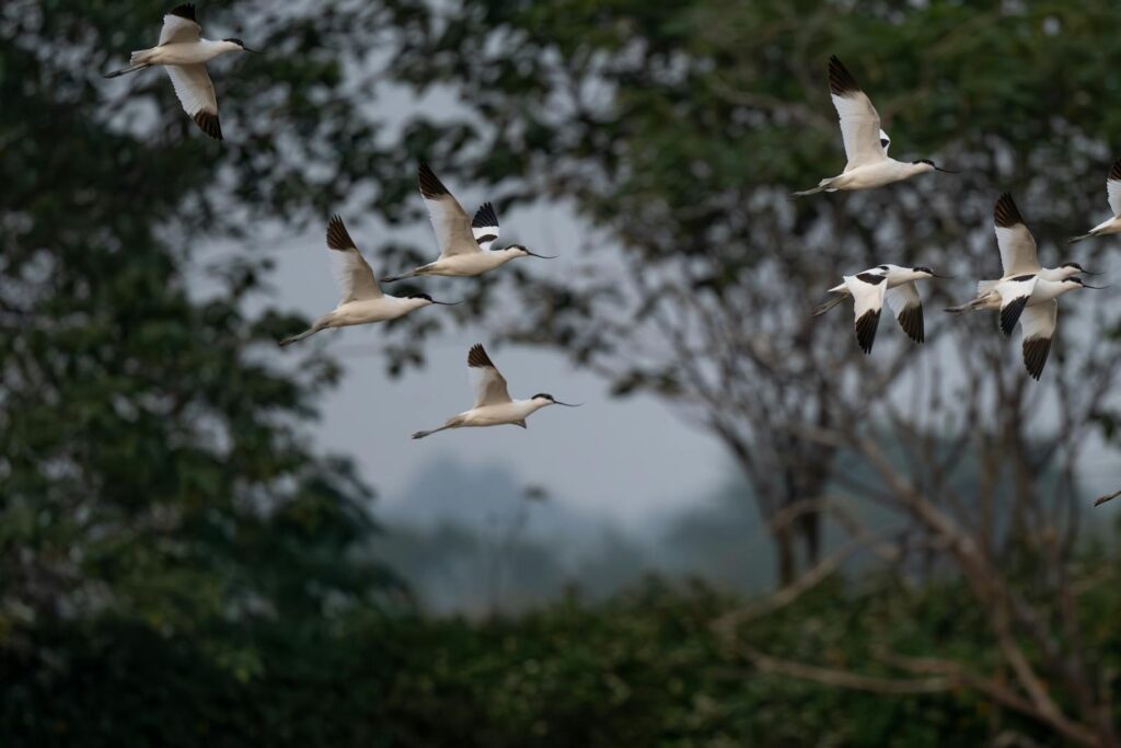 A flock of Pied avocets flies over a grassy area.