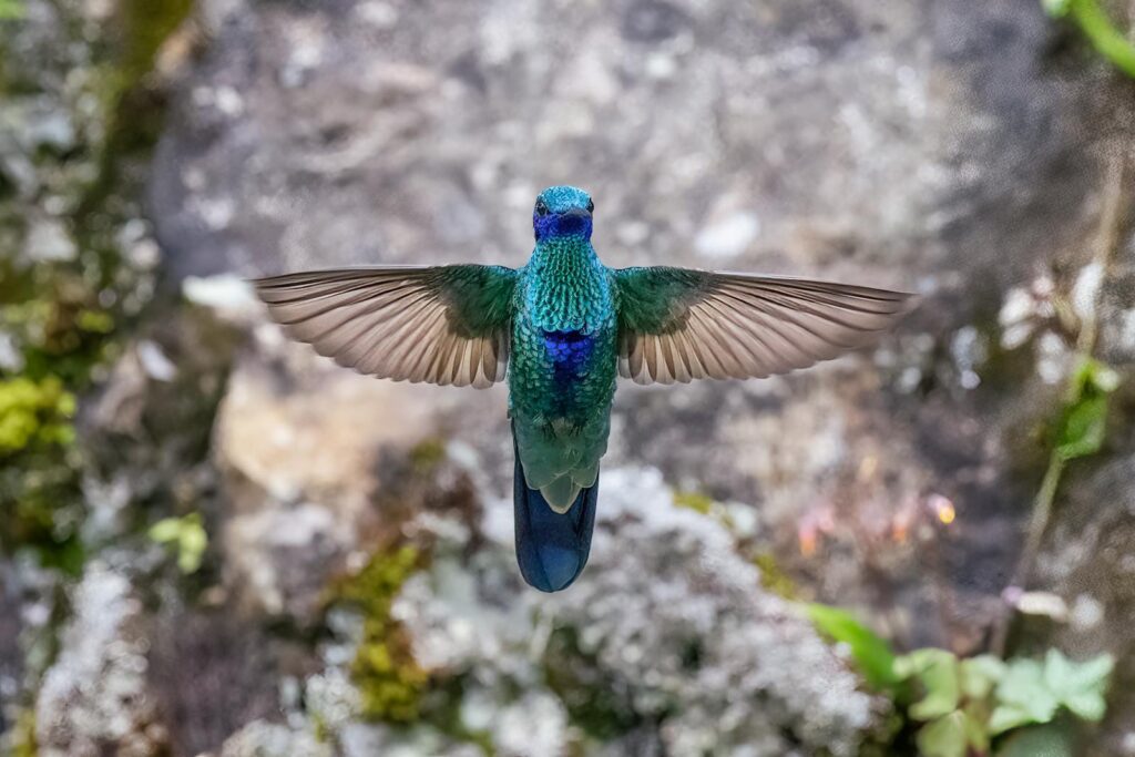Close-up of a hummingbird hovering with vibrant feathers, captured in Colombia.