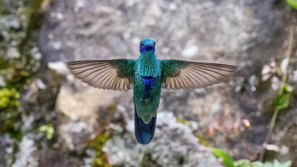 Close-up of a hummingbird hovering with vibrant feathers, captured in Colombia.