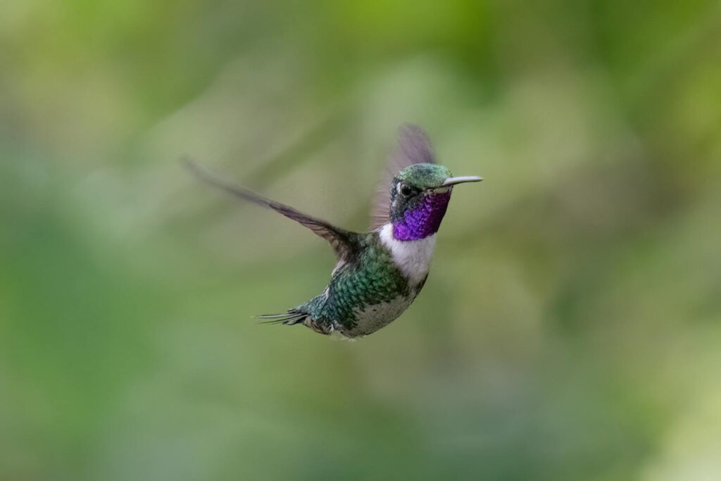 Close-up of a vibrant hummingbird in flight, showcasing its iridescent plumage.